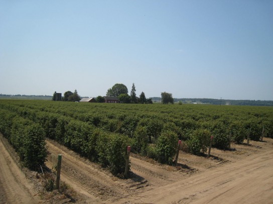 Как правильно посадить малину осенью