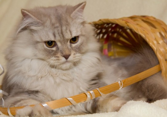 Кастрация кота: в каком возрасте лучше делать?