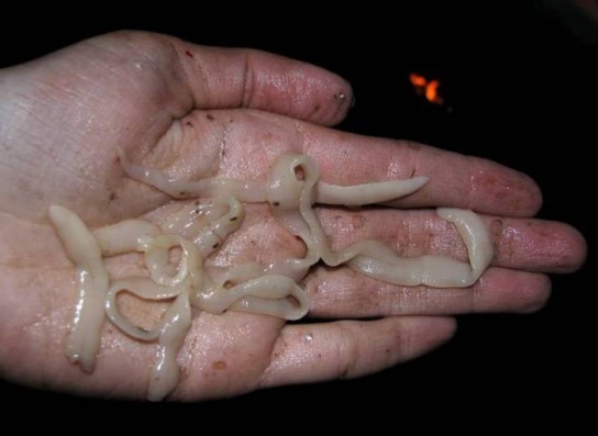 Основные пути заражения паразитами