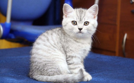 Кастрация кота: в каком возрасте лучше делать?