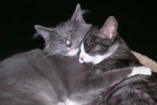 Кошка гуляет, как успокоить