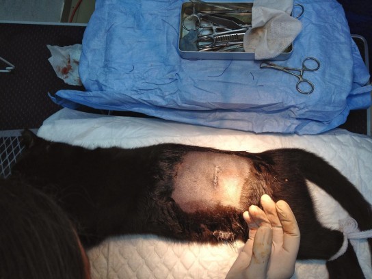 Кошка гуляет, как успокоить