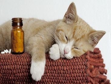 Кошка гуляет, как успокоить