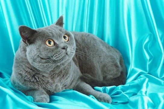 Породы кошек: картинки и названия