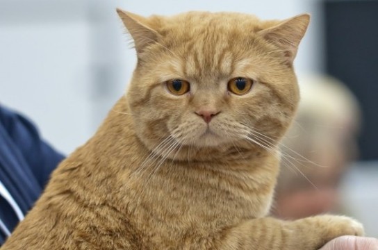 Породы кошек: картинки и названия