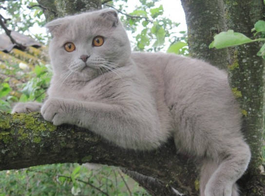 Породы кошек: картинки и названия