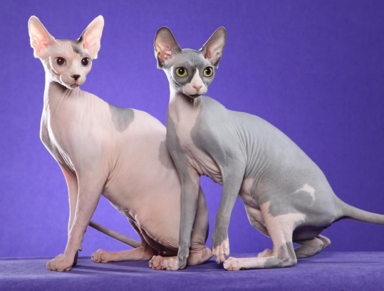 Породы кошек: картинки и названия