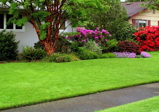 Как ухаживать за газоном?