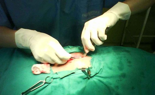 Стерилизация кошек после родов