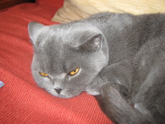 Стерилизация кошек после родов