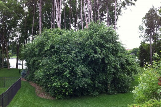 Как правильно посадить облепиху осенью