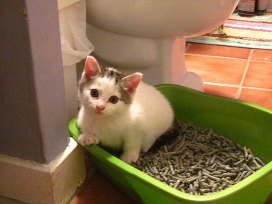 Диарея у кошки