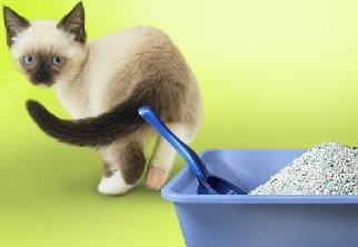 Понос у кошки