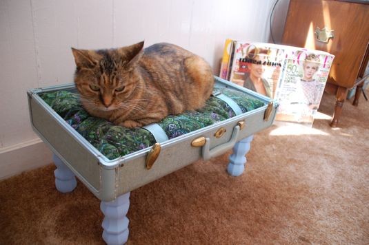 Этого кота вполне устраивает дом, сделанный из старого чемодана