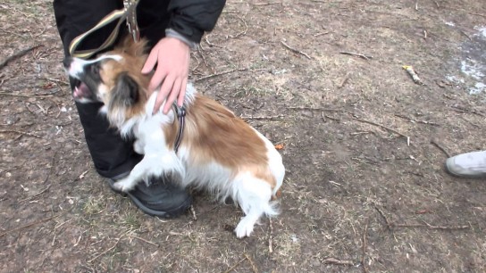 С чем связано опасное поведение питомца?