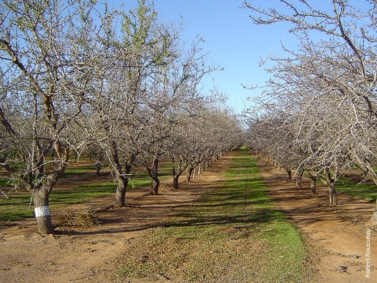 Как правильно посадить грецкий орех