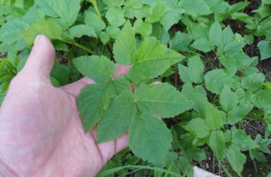 Народные методы борьбы с квартирными мошками