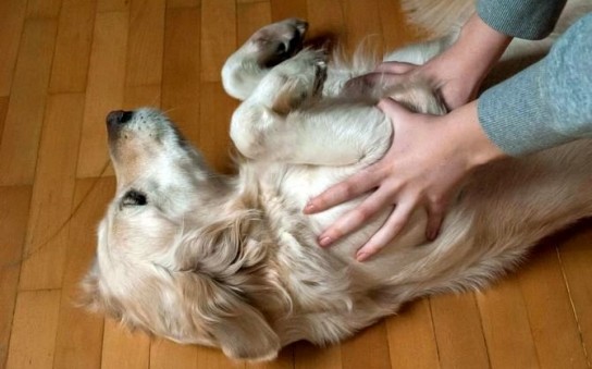 Основные принципы дрессировки собак