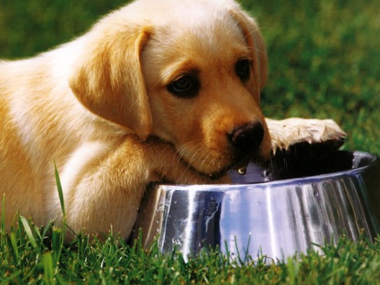 Чем не следует кормить собаку?