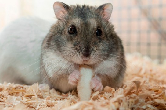 Кормление хомяка