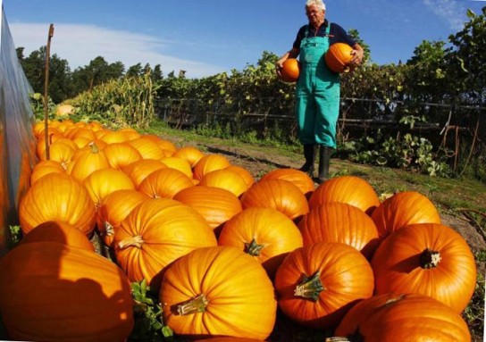 Особенности сортов тыквы