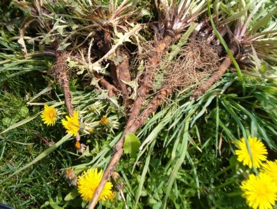 Настойка из корней