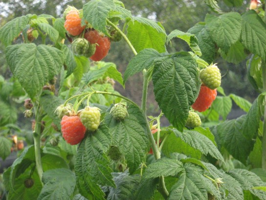 Как правильно посадить малину осенью