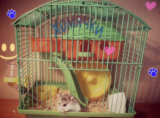 Хомяк-одиночка или пара?