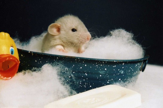 Как правильно вести себя с хомяком