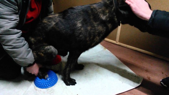 Как делать массаж задних ног собаке?