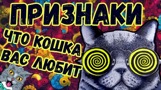 Кошка любит или нет?