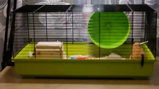 Содержание клетки