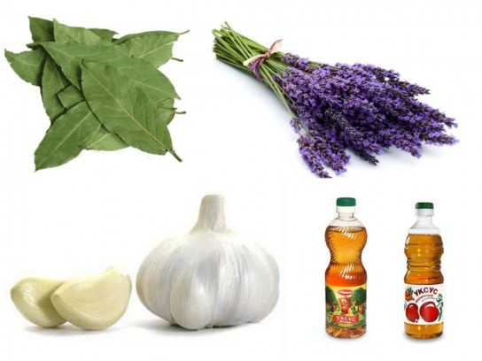 Уничтожение домашней моли народными средствами