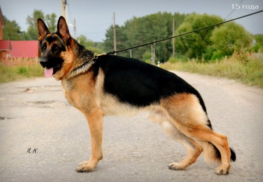 Собаки для частного дома: овчарки