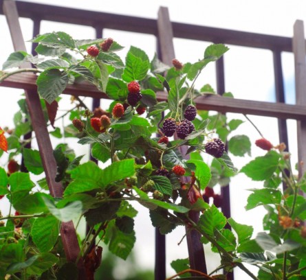 Высадка ежевики