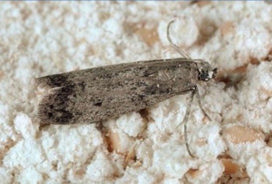 Использование антимольных препаратов