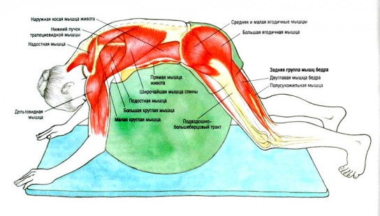 Потянул или сорвал спину в пояснице: что делать?