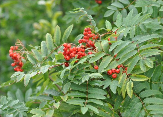 Как правильно посадить рябину осенью