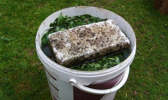 Настой из крапивы