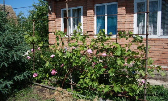 Особенности сооружения шпалеры для винограда своими руками