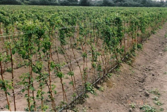 Как ухаживать за саженцами