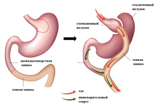 Структура желудка!