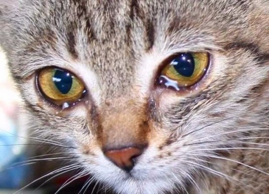 Вирусы, которые чаще всего вызывают чихание