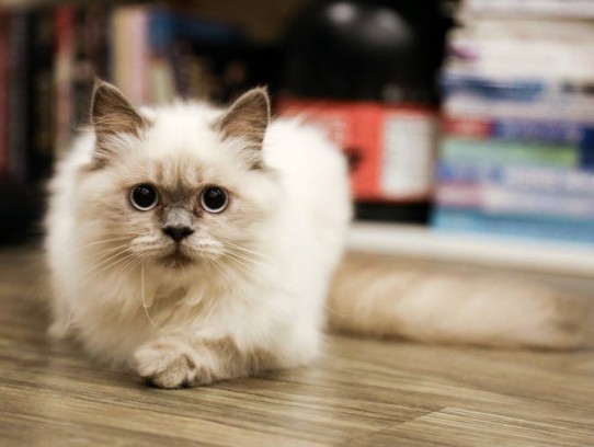 У котенка слезятся глаза: что делать?