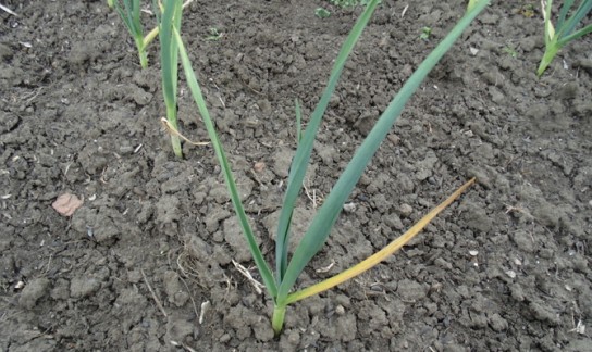 Особенности подготовки чеснока к зиме