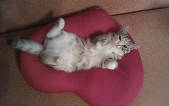 Кошка подергивает хвостом