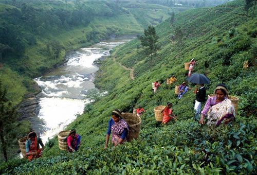 Сбор чайного листа в Шри-Ланке