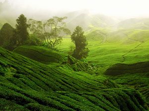 Чайная плантация на Цейлоне