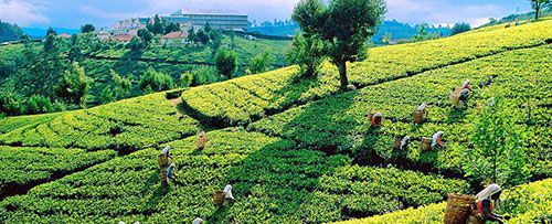 Плантация чая