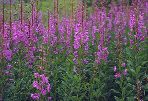 Растение кипрей